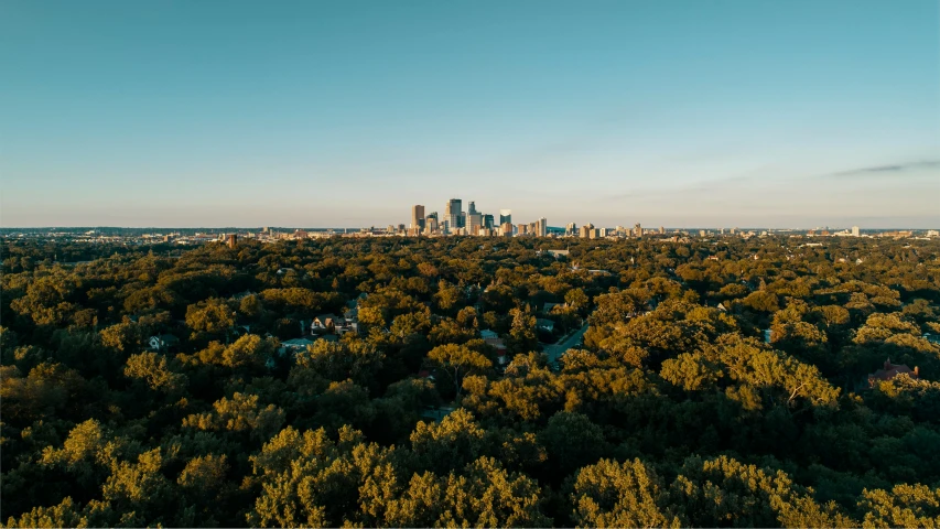 a view of a forest of trees with a city in the background