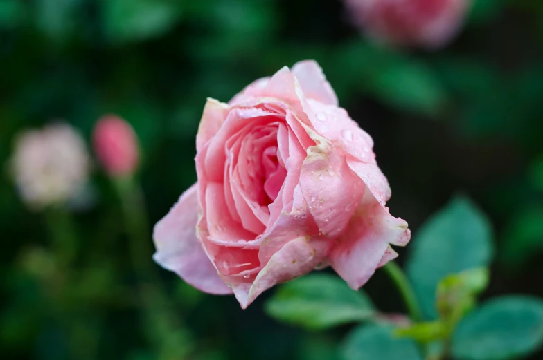 pink roses with green leaves in the background