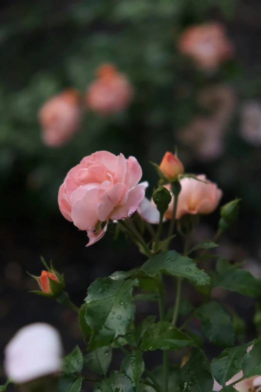 pink roses on a nch are growing in the woods