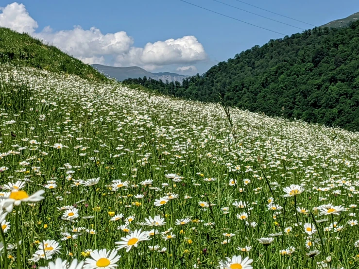 a field full of white daisies growing in a forested area