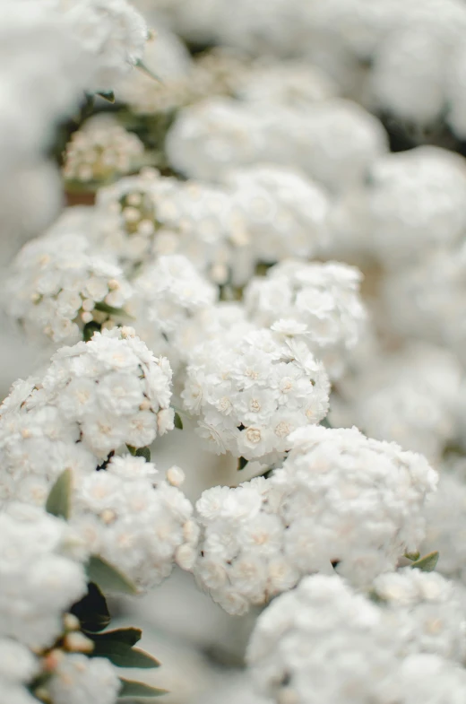 the flowers are all white in color