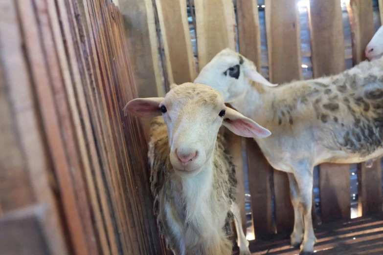 two sheep look out from their stall behind the slats