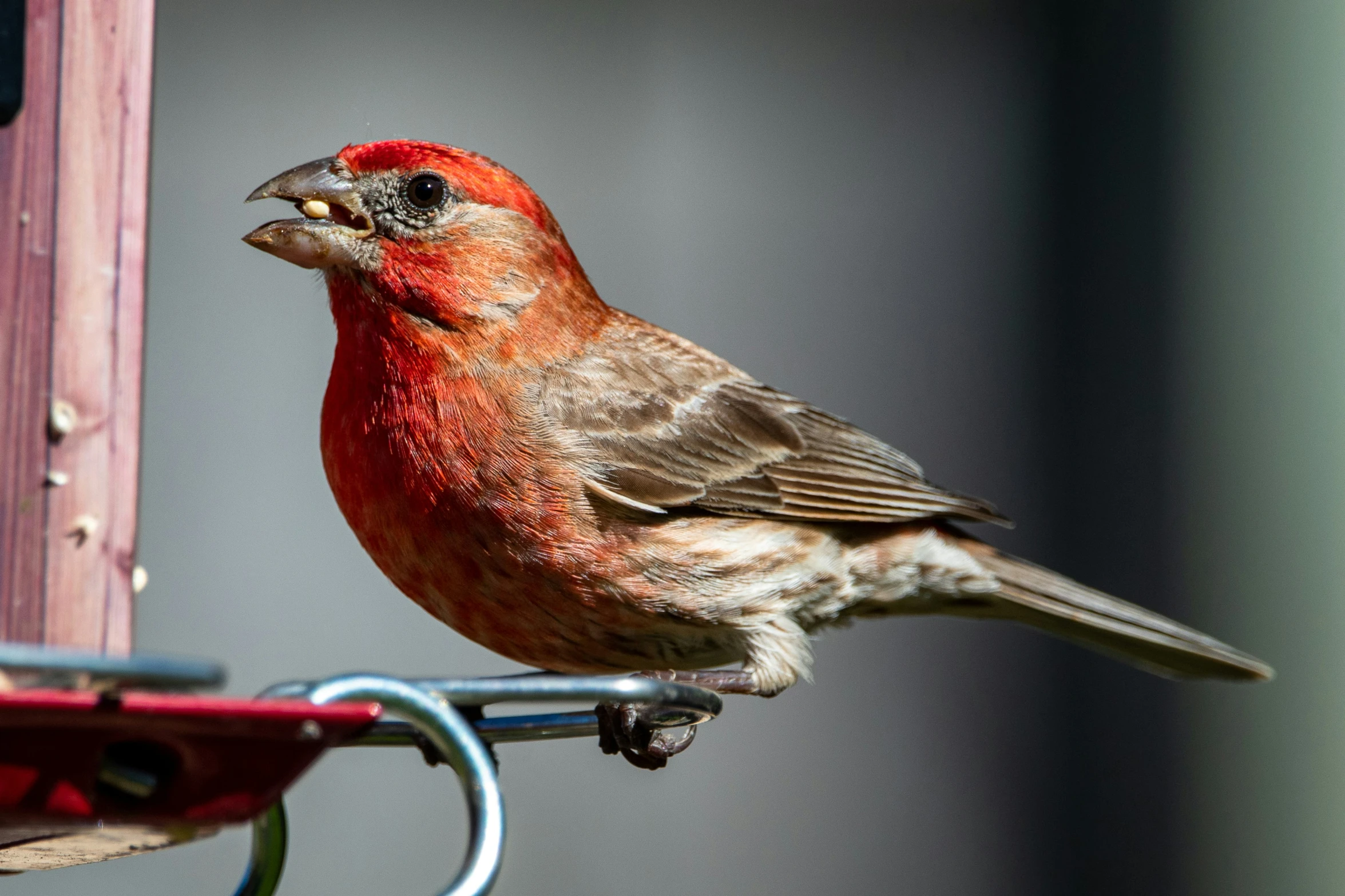 the bird is sitting on the feeder looking for food