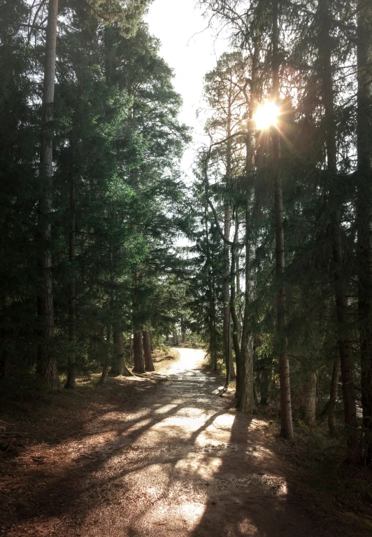 a dirt road in a forest with some trees