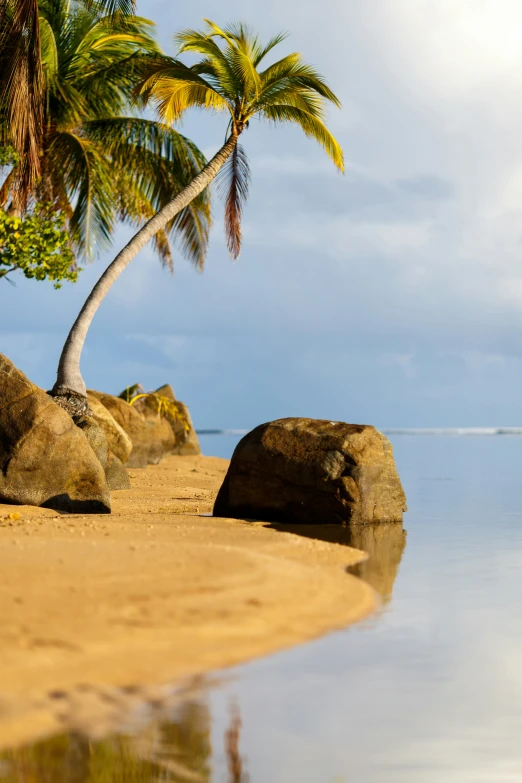 a palm tree next to an ocean beach