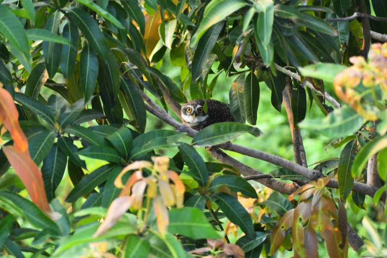 a small gray and white owl in a tree