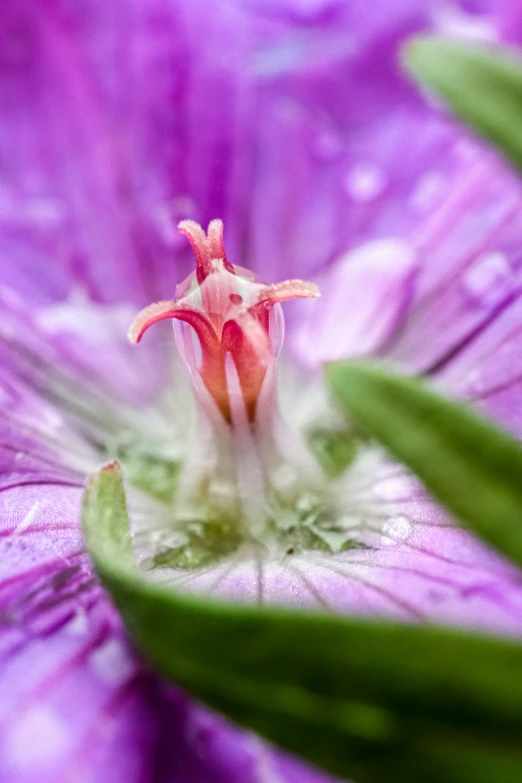 some very pretty purple flowers with green stems