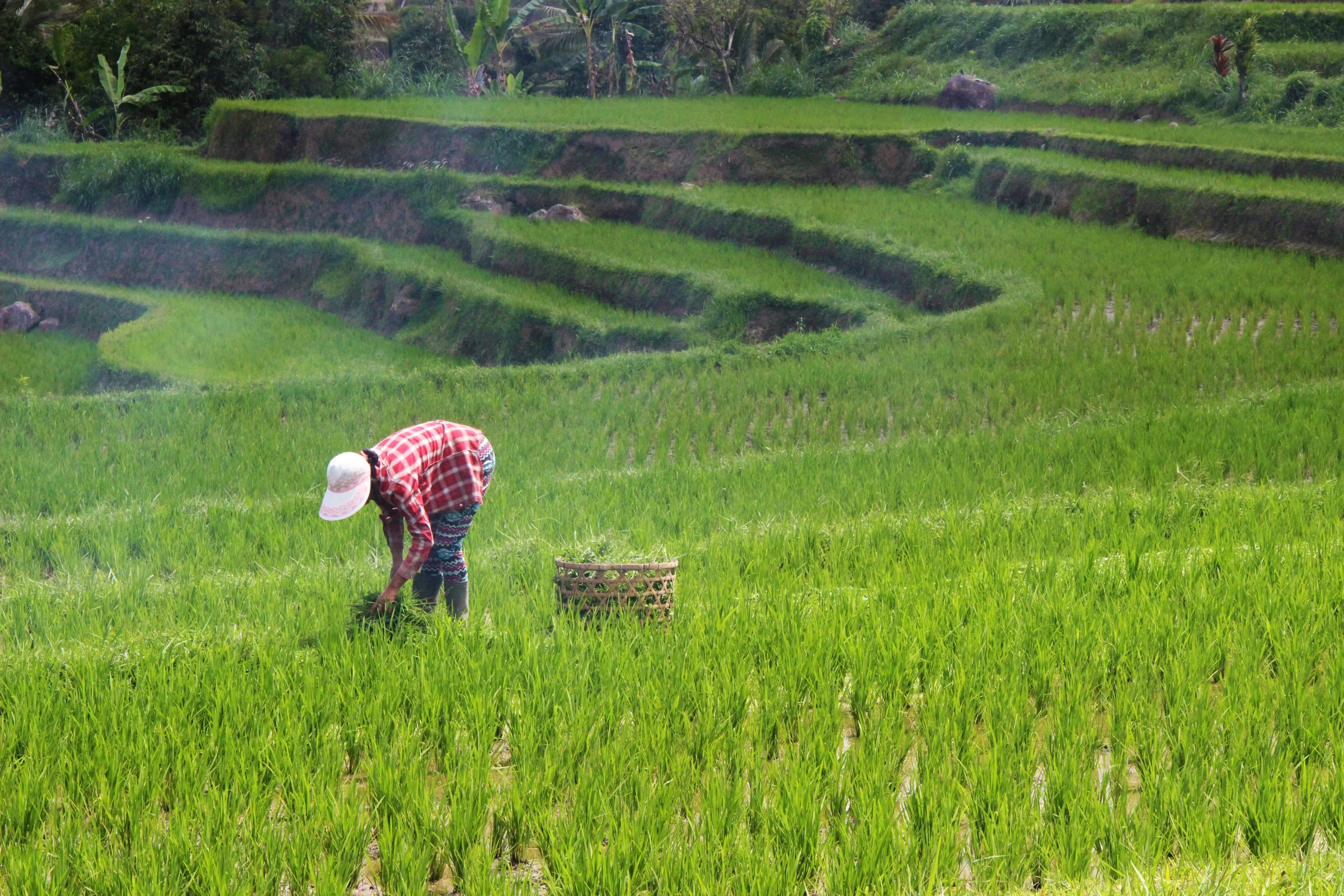 a man in a field with a bucket