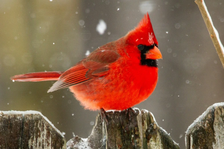 a red bird is sitting on top of a fence post