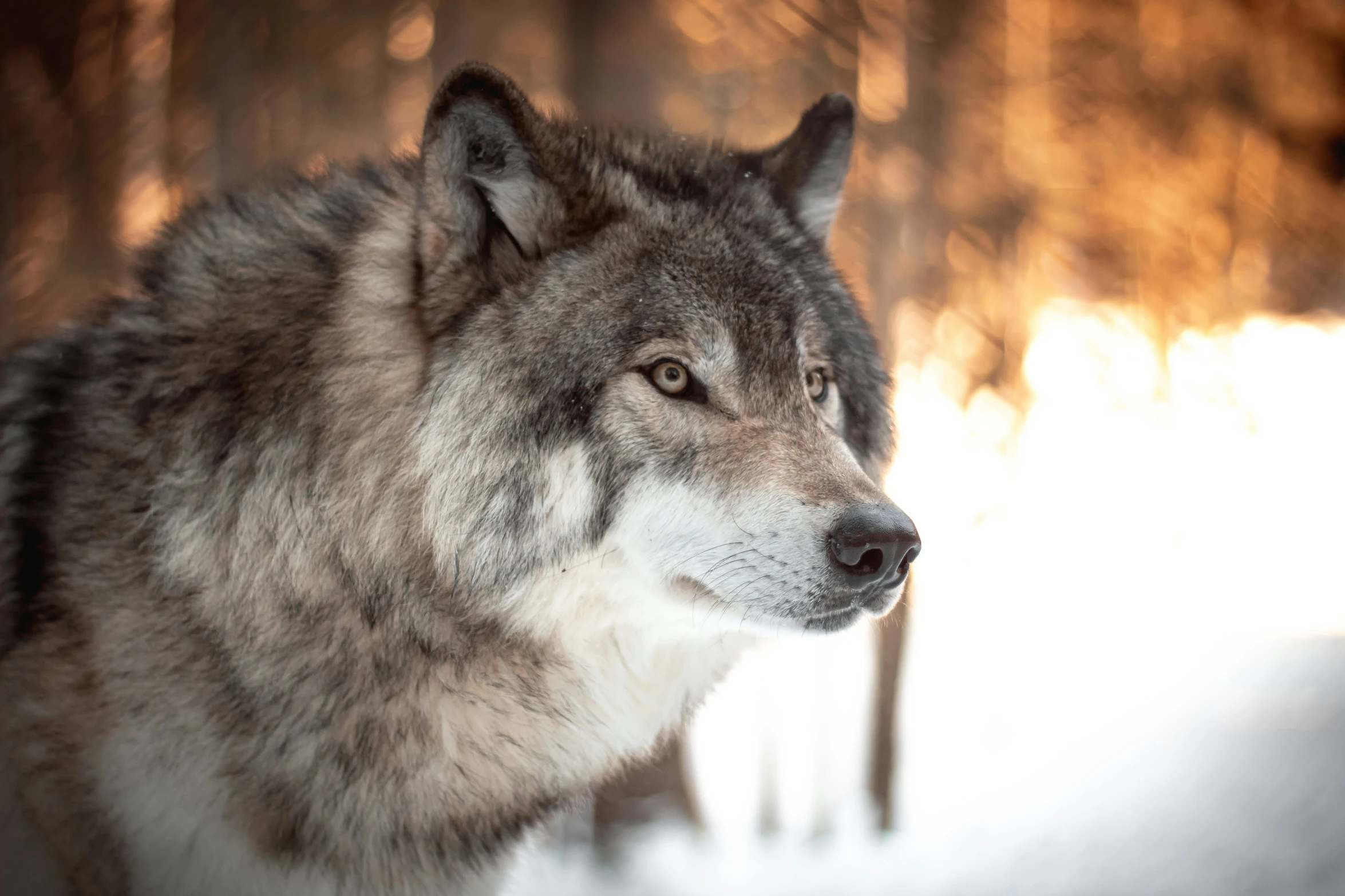 a wolf looks off into the distance while in the snow