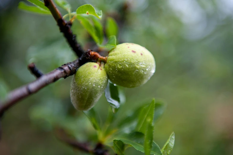 a tree with some green fruit on it