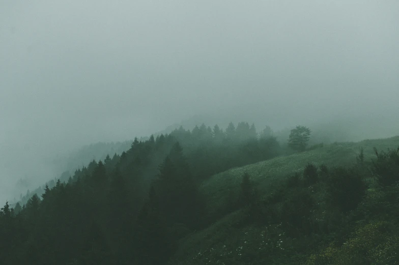 a lone sheep grazing on the side of a green hillside