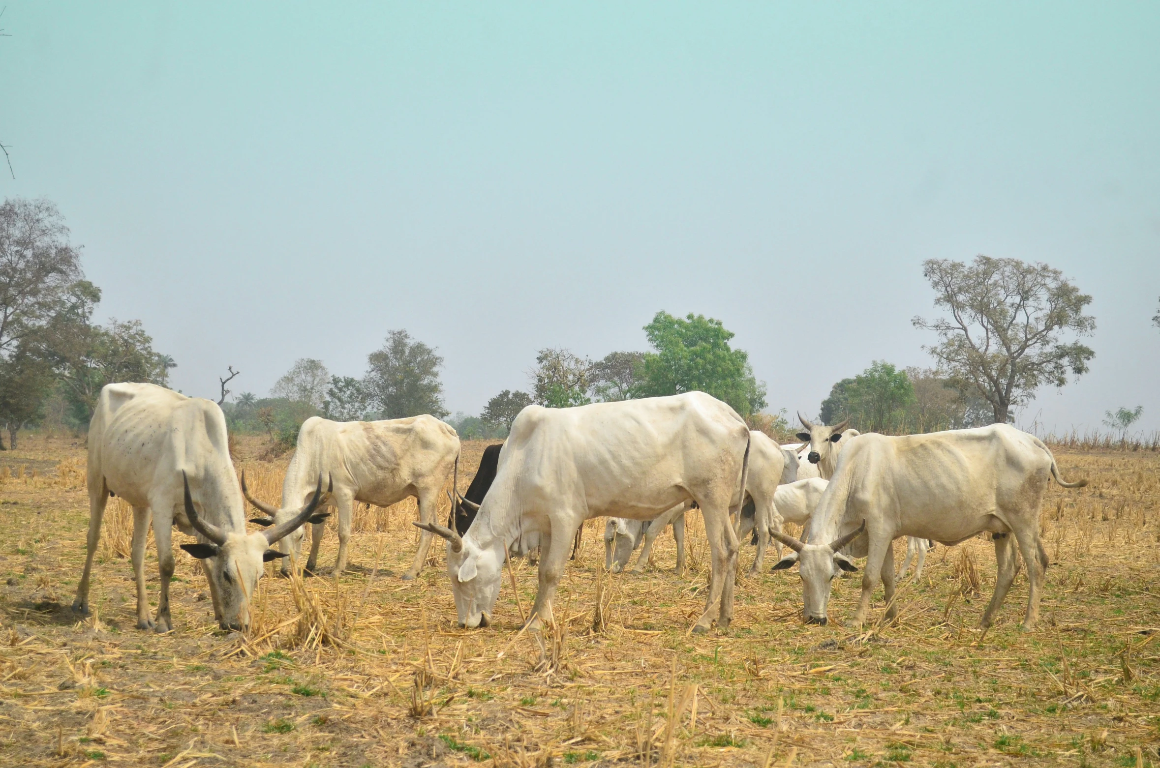 several white cows grazing in a dry pasture