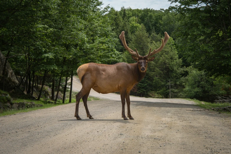 a deer with very large antlers standing on a dirt road