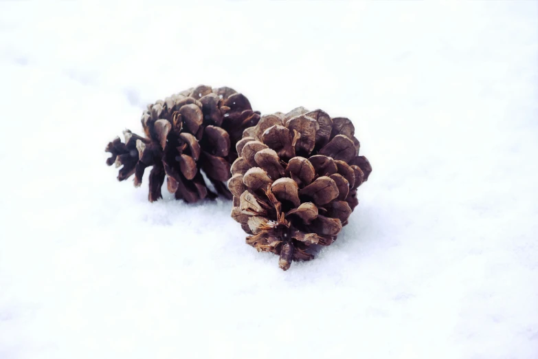 two pine cones are laying in the snow