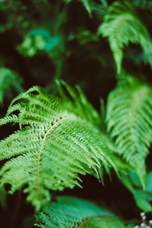 fern fronds and ferns are growing on the ground