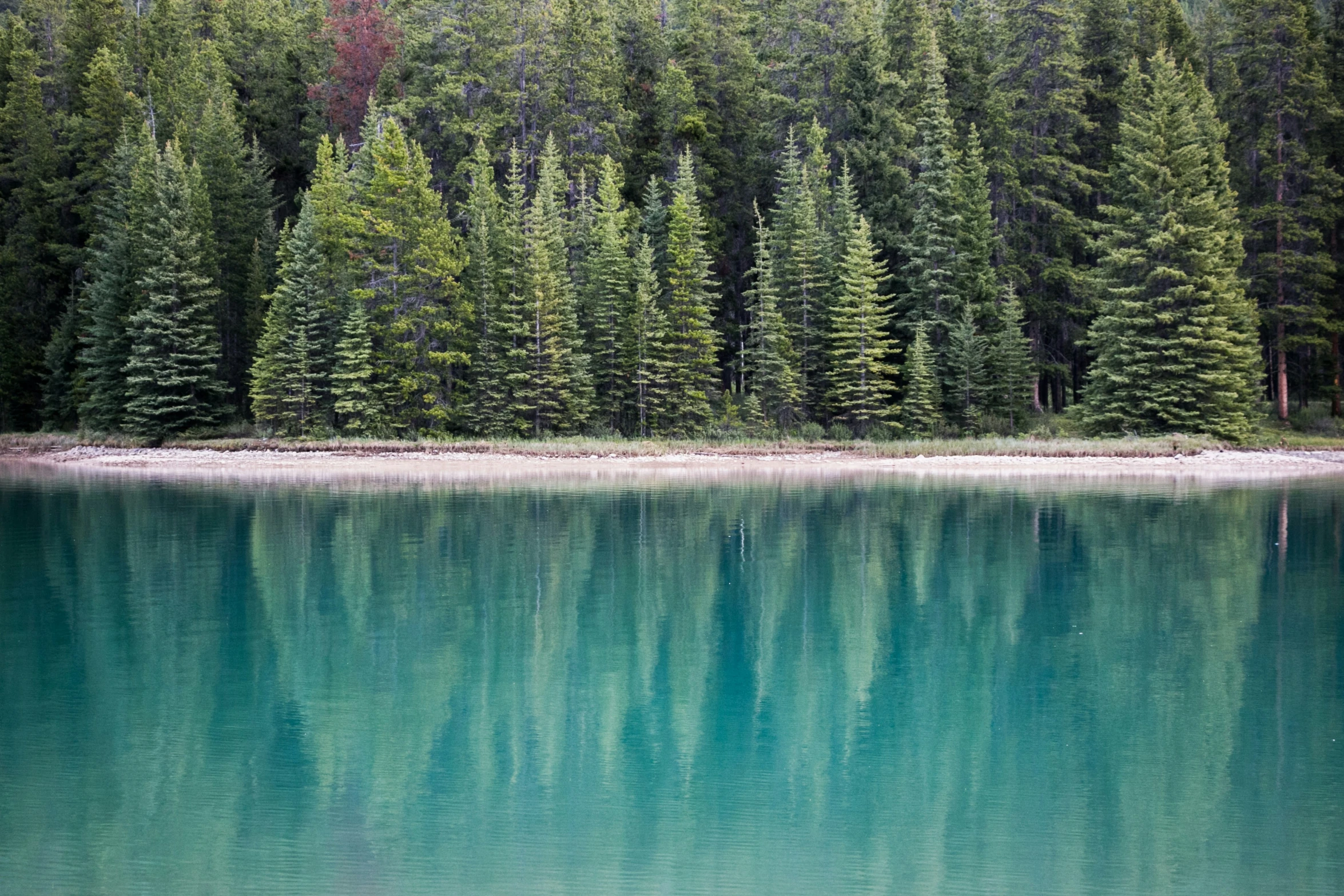 an image of trees surrounding the water