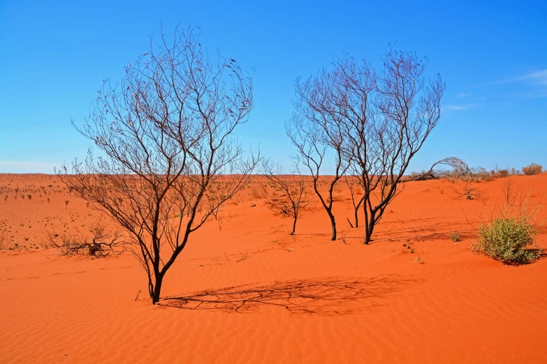 trees in the sahara desert with blue sky in the background