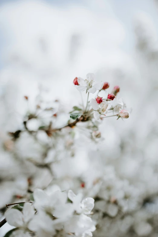 the flowers of a white and red flowering bush