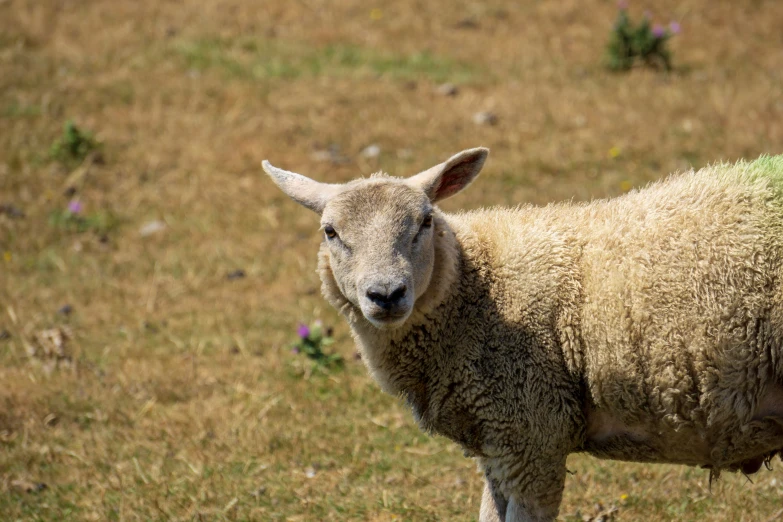 a large sheep is standing out in a field