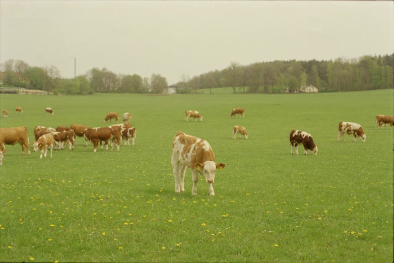 a herd of cows grazing in a grassy field