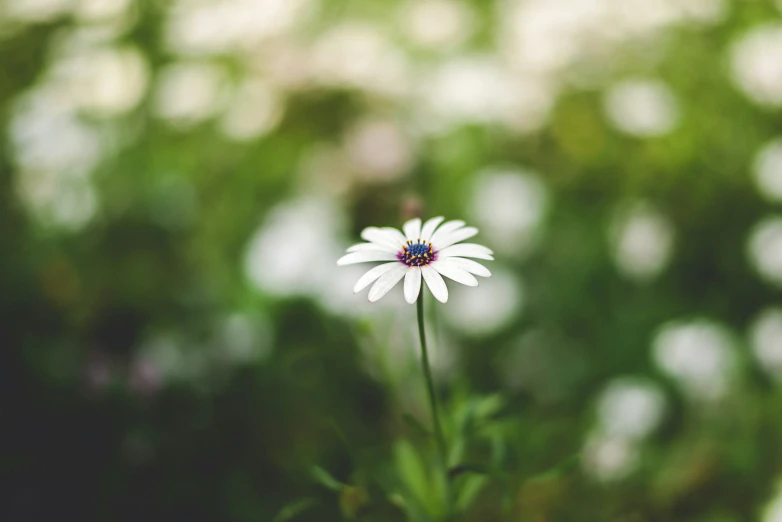 white flower with purple center in front of blurry background