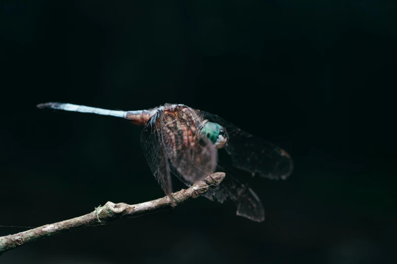 a dragonfly sitting on top of a tree nch