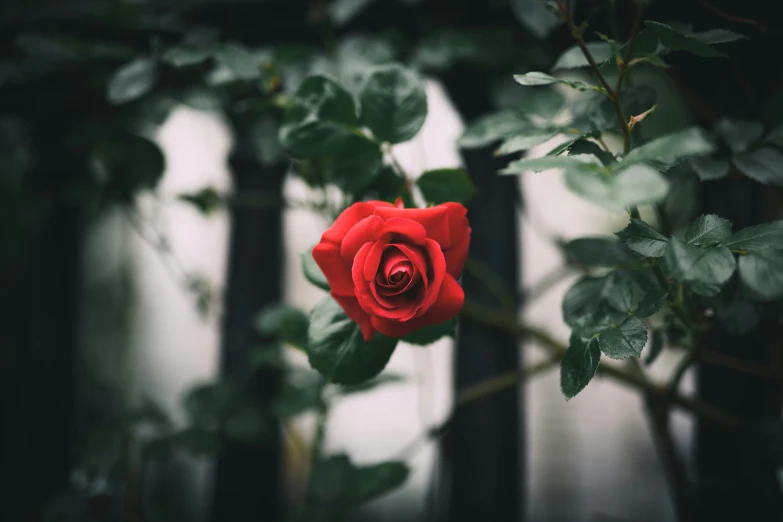 a rose is pictured in this pograph taken with a mirror