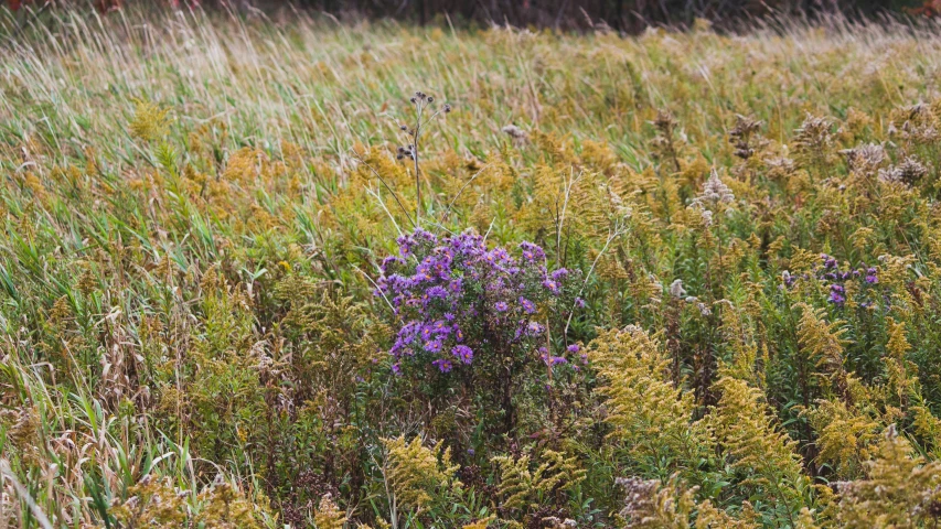 a blue and yellow flower stands alone in a field