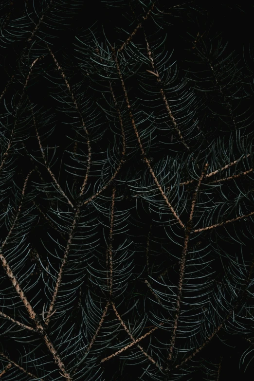 very close up po of the green leaves of a pine tree