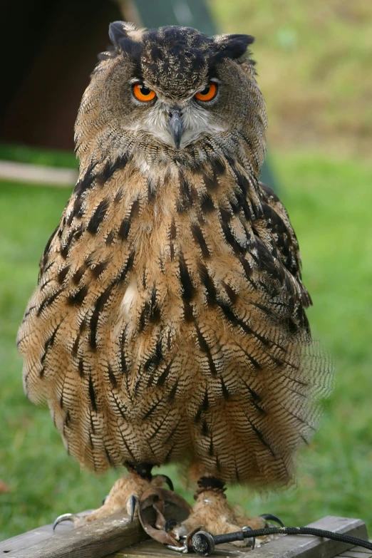 the owl is perched on the wood block