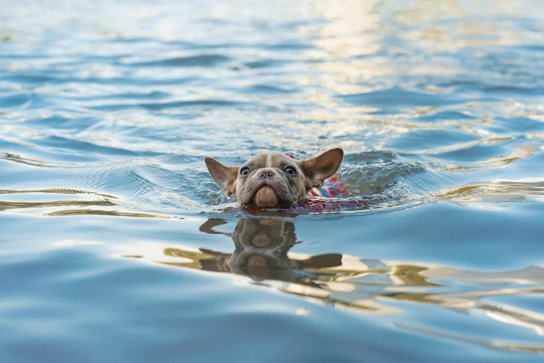 a dog swimming in the water has its mouth open