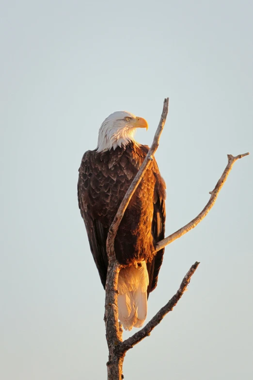 a bald eagle sitting on top of a tree nch