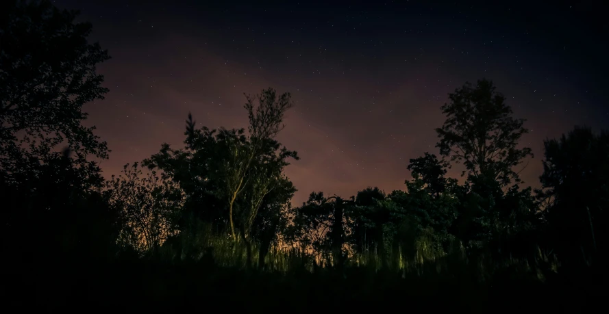 a night sky with trees and a night sky