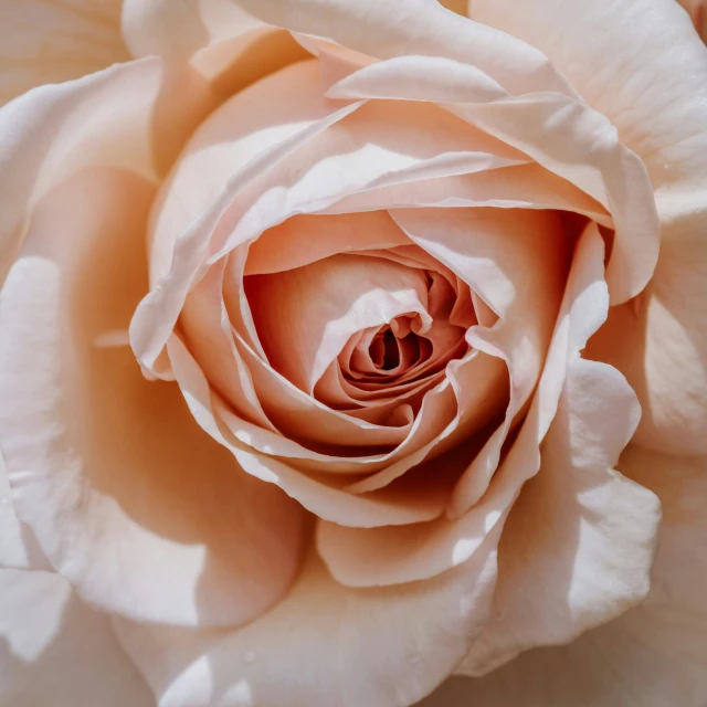 closeup of an extreme detailed rose