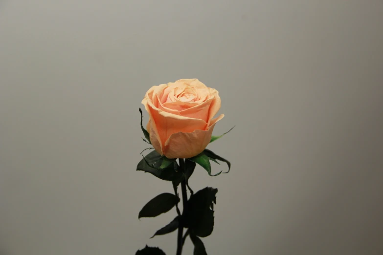 a single pink rose flower on a stick