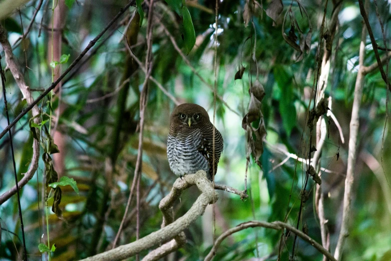 a bird that is perched on a nch