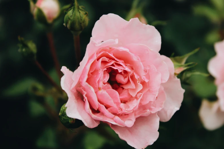 close up of pink flowers with drops of rain