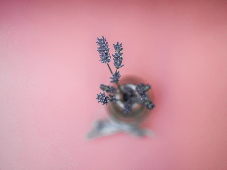 a flower arrangement on a pink background, blurry