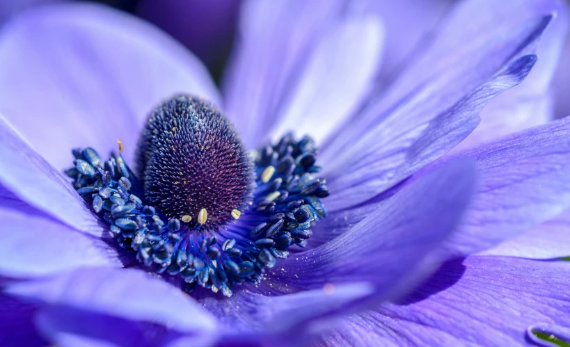 closeup of a flower showing the center and petals