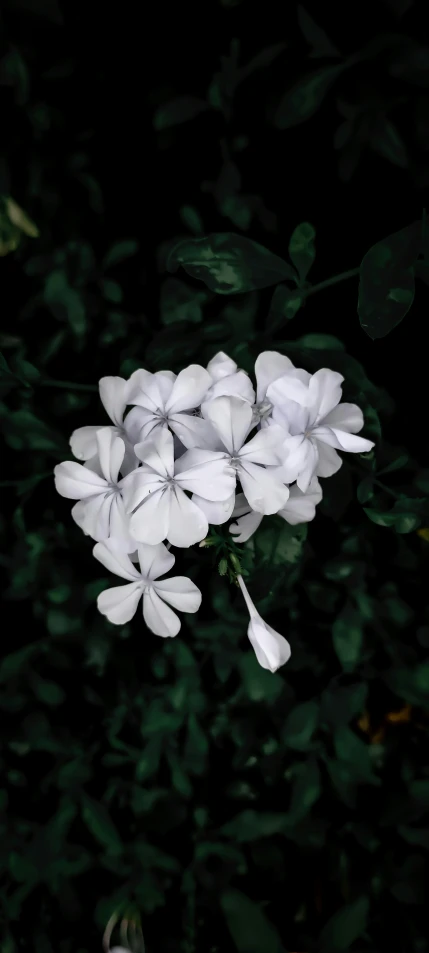 a cluster of white flowers with a dark background