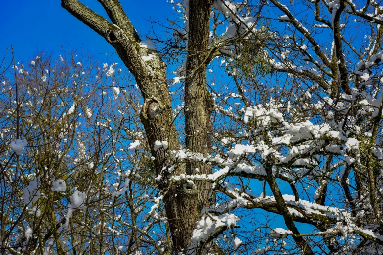 a snow covered tree is surrounded by blue sky