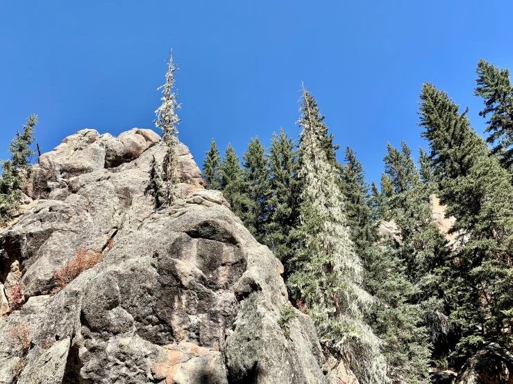 the rock is full of trees and has very tall pines