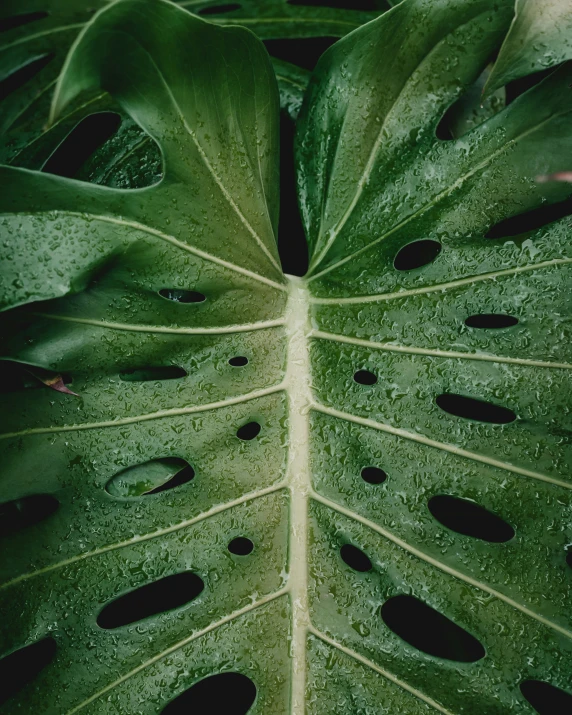 a large green leaf that is sitting on a table