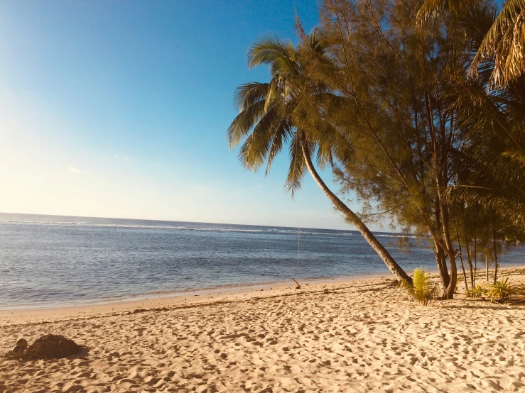 a palm tree leaning over on the sand