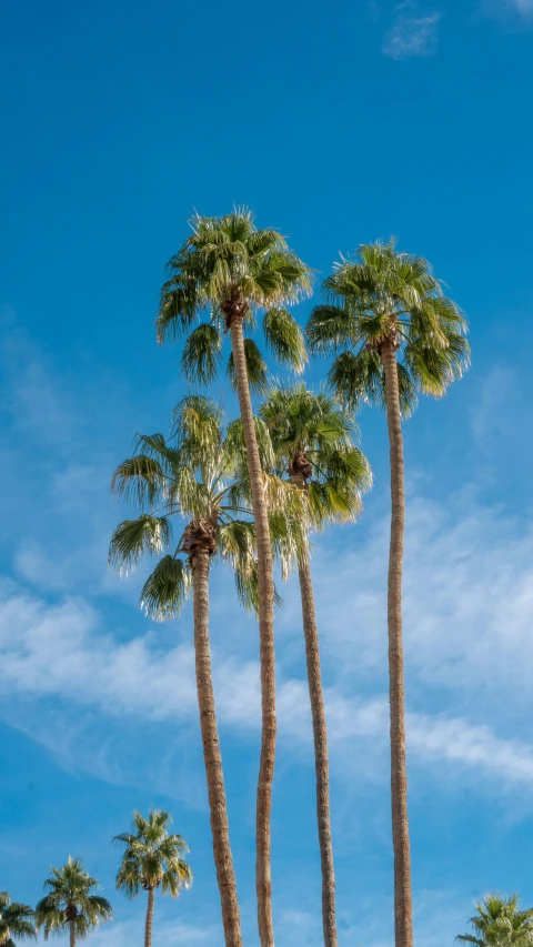 a bunch of palm trees that are near the ocean