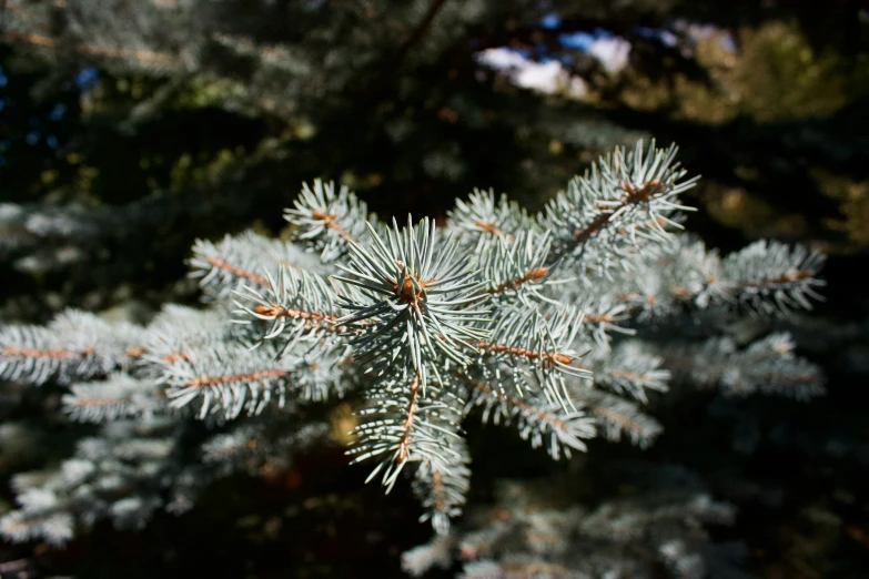 the nches of a pine tree are all green