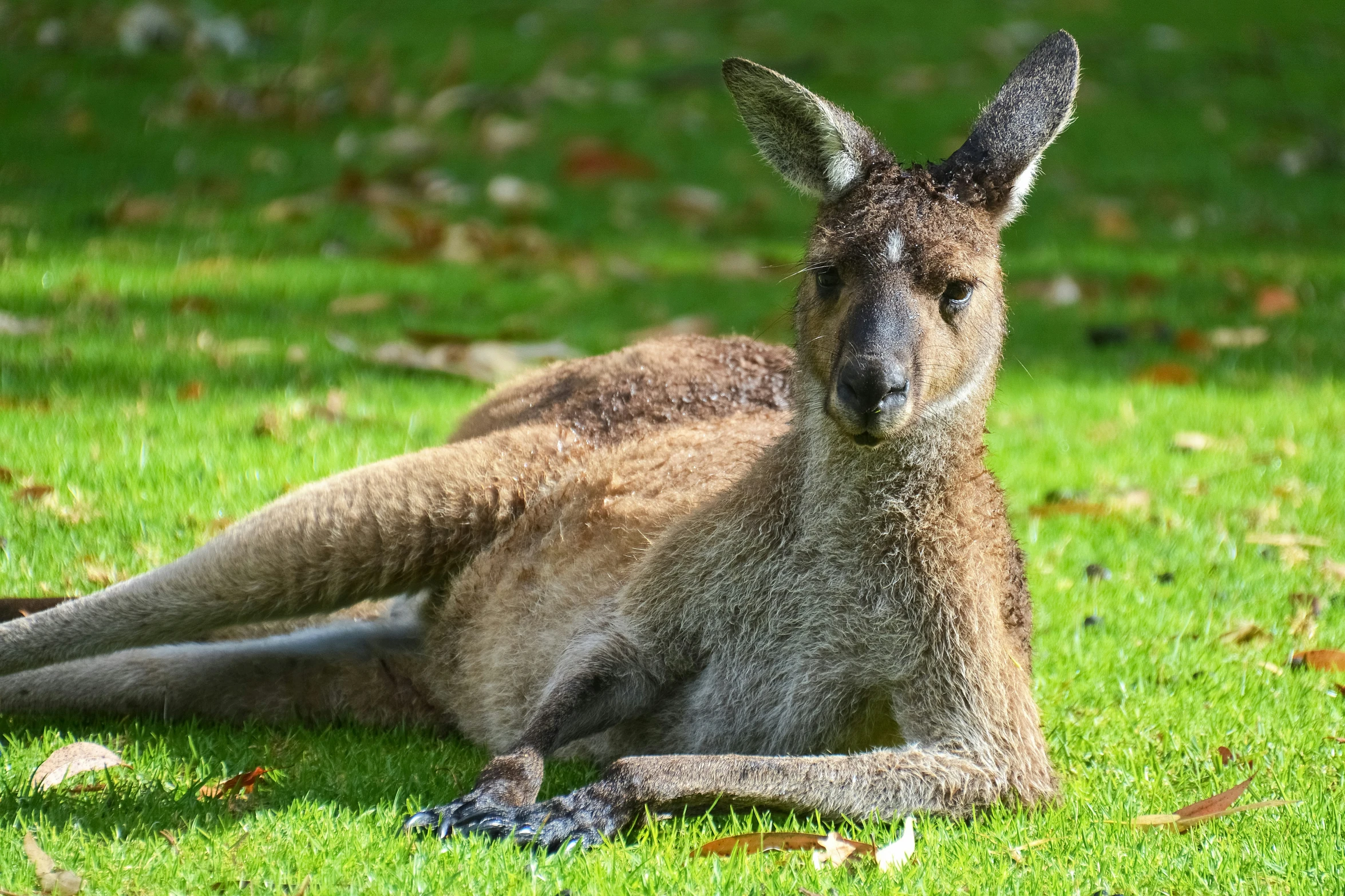 a kangaroo laying on a lush green field