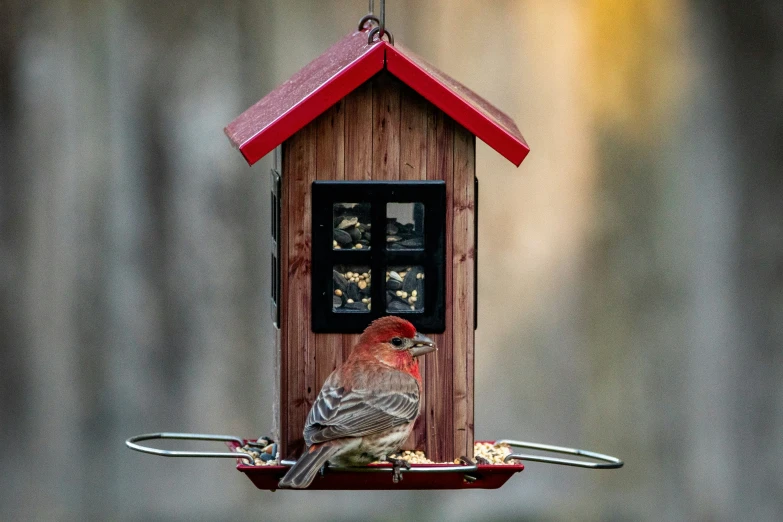 a small bird sitting on a red bird house