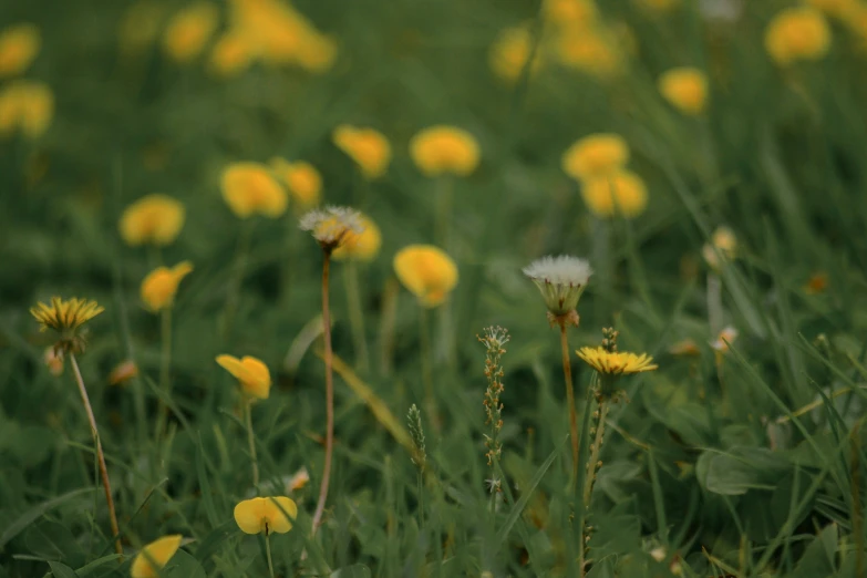 a lot of yellow flowers are in the grass